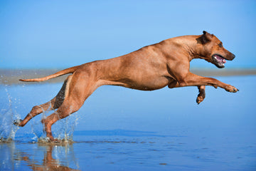 The Overlooked Role of Tendon and Ligament Health in Canine Mobility — Beyond Just the Joints