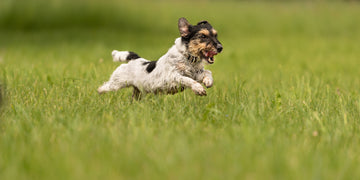 The Role of Nutrition in Canine Joint Health
