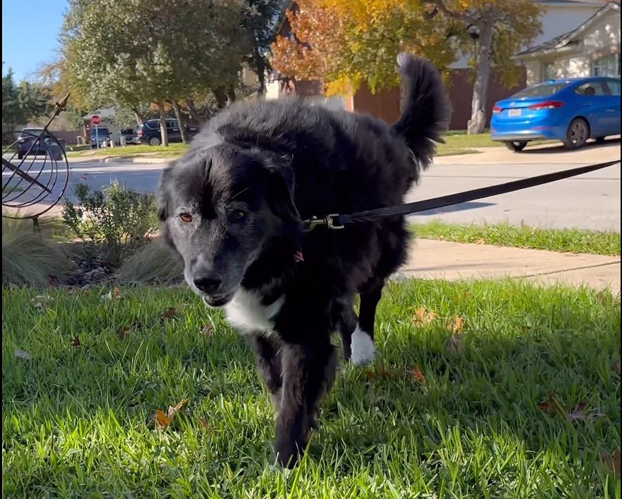 Forte Flex K9: Daisy's Remarkable Journey from Arthritis Struggles to Improved Mobility