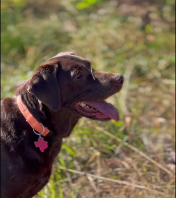 How Inflammation Affects Your Dog’s Mobility and What You Can Do About It Naturally