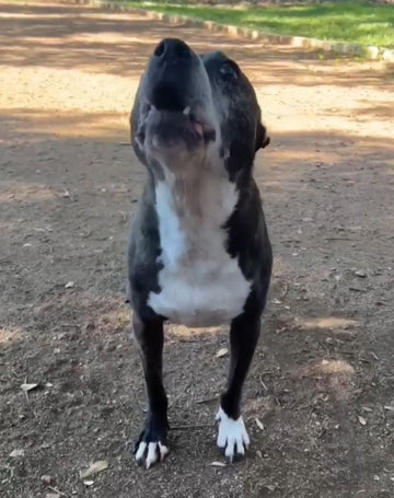 Recognizing the Early Signs of Mobility Issues in Dogs (Before It’s Too Late)