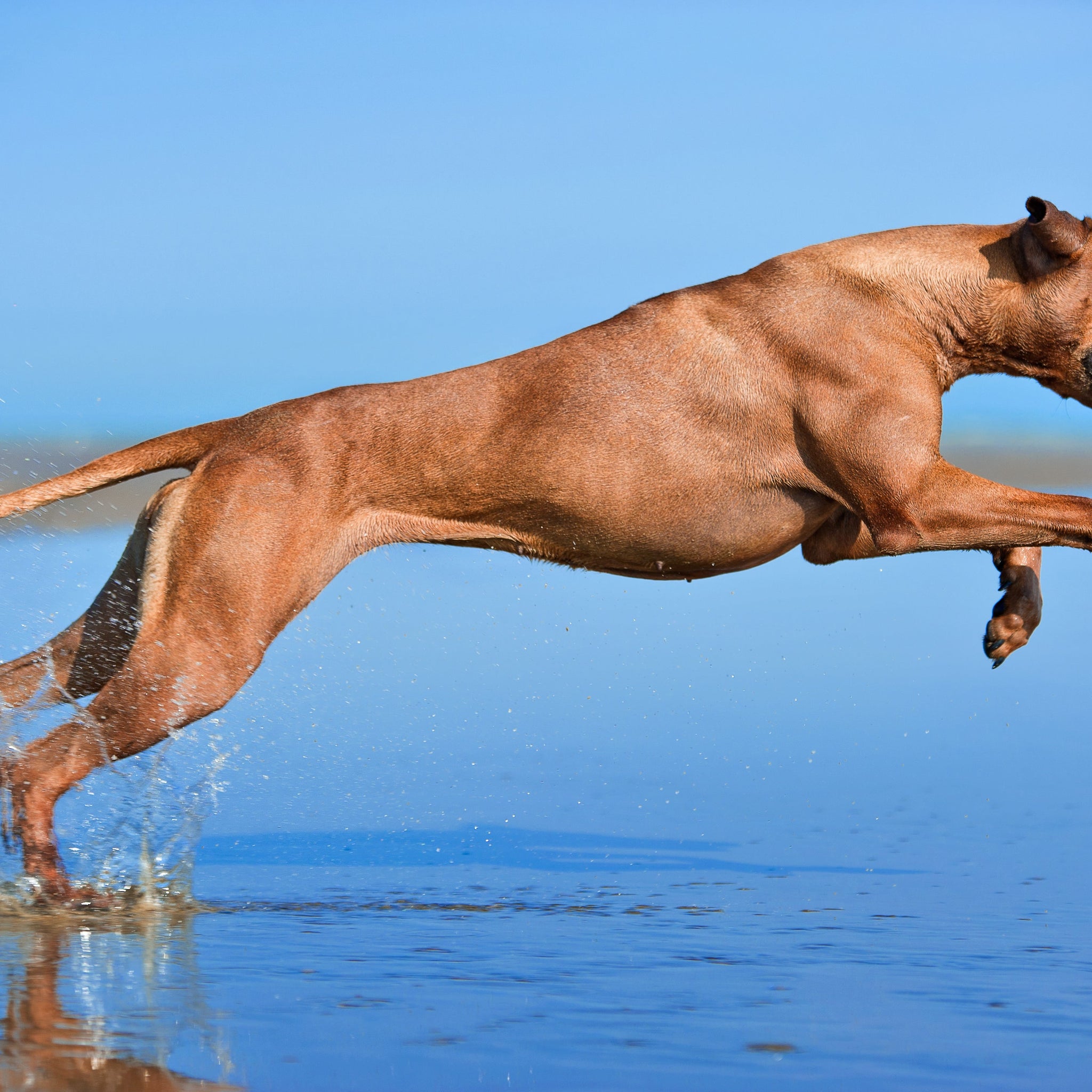 The Overlooked Role of Tendon and Ligament Health in Canine Mobility — Beyond Just the Joints
